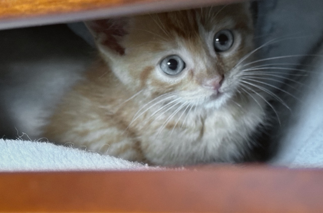 Mango de gatito, asomándose entre dos tablas de madera, mirando directo a la cámara.