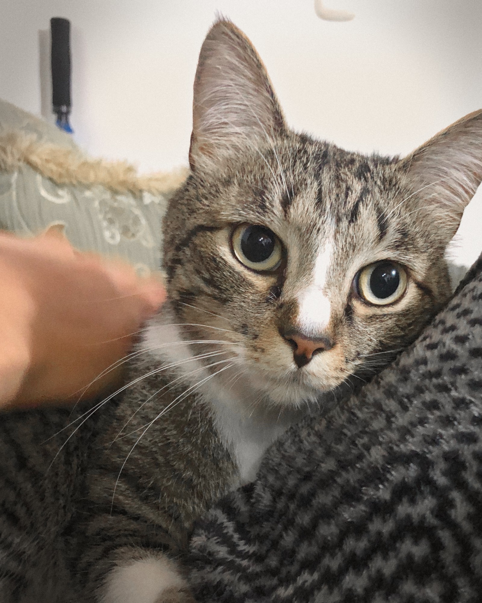 Mochi, atigrado, recostado contra una manta gris mientras una mano lo acaricia.